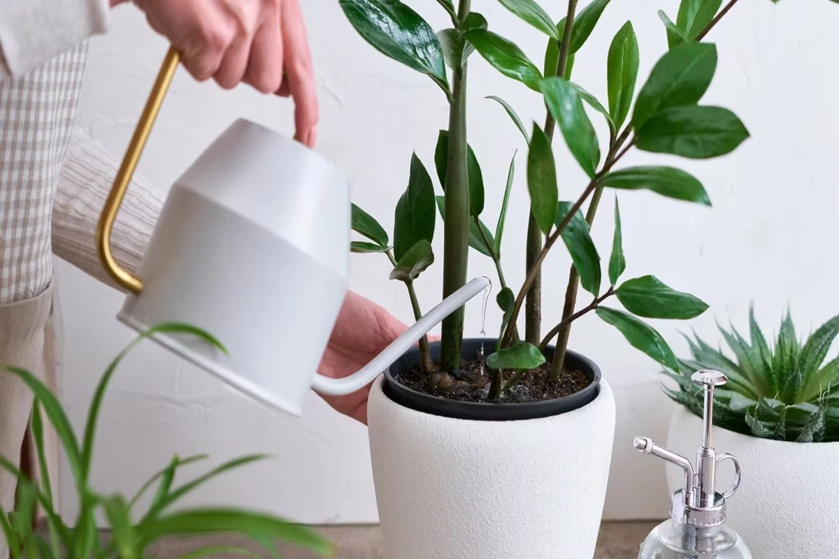 Un cucchiaino di limone nell'acqua: il segreto per far fiorire il tuo Zamioculcas